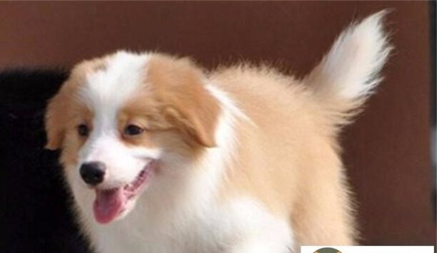 边境牧羊犬好还是柴犬好-边牧好养吗优缺点有哪些