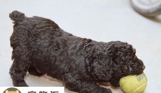 匈牙利牧羊犬价格是多少钱-拖把犬是什么品种 匈牙利牧羊犬价格是多少钱-拖把犬是什么品种