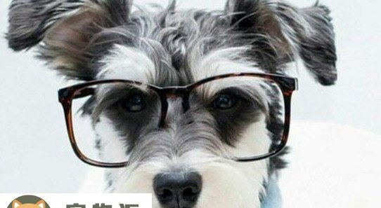 狗狗最怕什么气味-狗闻到虎骨头为何会怕