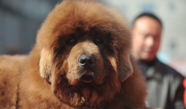 藏獒怎么喂养长得快-藏獒喂养方法 藏獒怎么喂养长得快-藏獒喂养方法