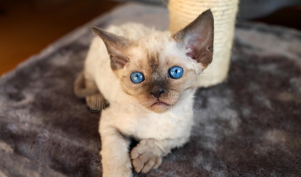 德文卷毛猫大概多少钱一只-三花德文卷毛猫什么价