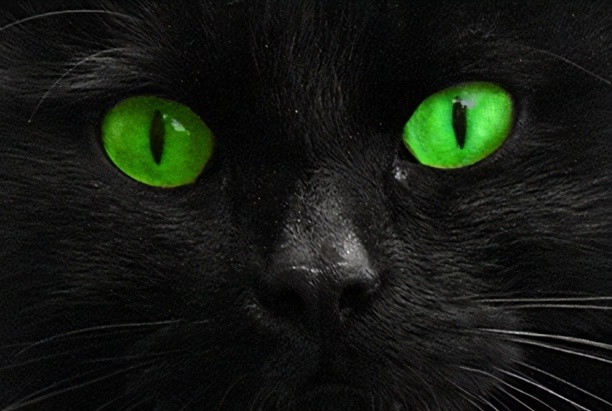 纯黑的猫一般人养不了-黑色的猫是什么品种 纯黑的猫一般人养不了-黑色的猫是什么品种