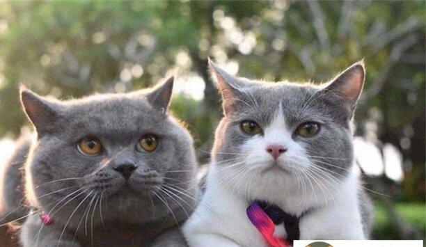 英短蓝猫和英短蓝白哪个好-英短蓝猫全名 英短蓝猫和英短蓝白哪个好-英短蓝猫全名
