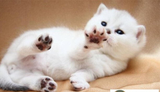 玄猫有什么优点和缺点-玄猫在猫界的地位