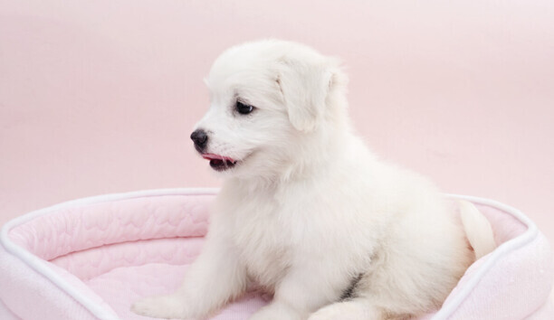 犬窝咳用什么药治疗最有效-犬窝咳如何治疗