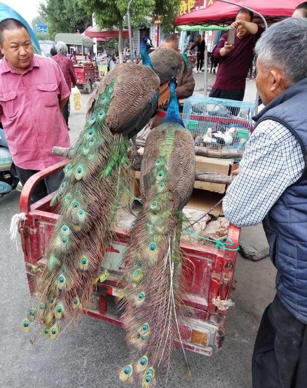 人工喂养蓝孔雀1500元一只,市民围观看稀奇但无人购买 人工喂养蓝孔雀1500元一只,市民围观看稀奇但无人购买