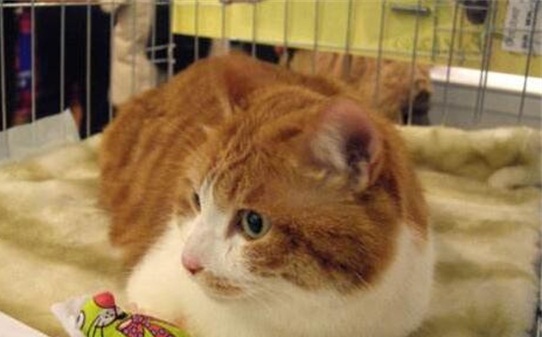 甲流会传染给猫吗
