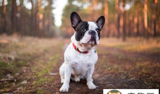 法国斗牛犬的优点与缺点