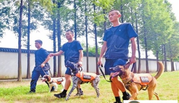搜救犬都可以干什么-十大搜救犬排名