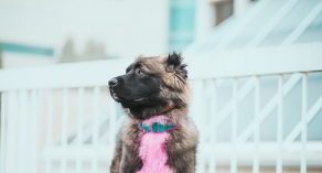 深入了解高加索犬特点 历史 养护方法 优缺点 深入了解高加索犬特点 历史 养护方法 优缺点