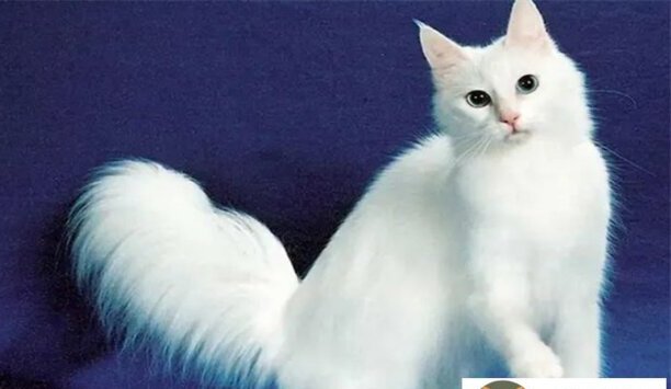粗尾巴的猫是什么品种-安哥拉猫能长多大