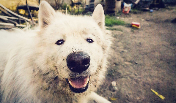 萨摩耶犬好养吗
