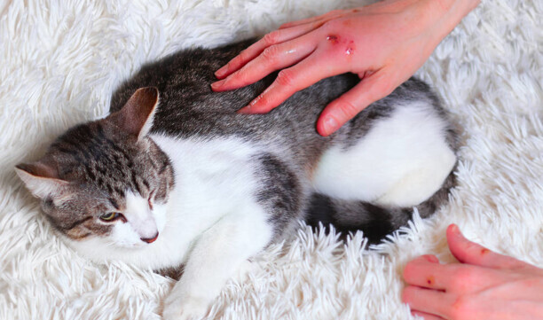 被猫爪子勾了一下出了一点血-小猫的爪子被人踩出血了要紧吗