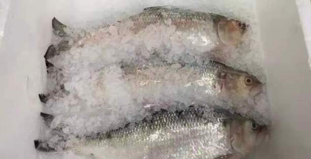 鲥鱼的价格是多少
