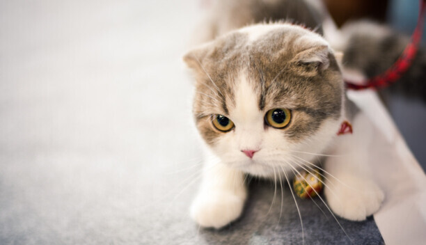 猫瘟有什么症状表现-猫瘟对症疗法和注意事项