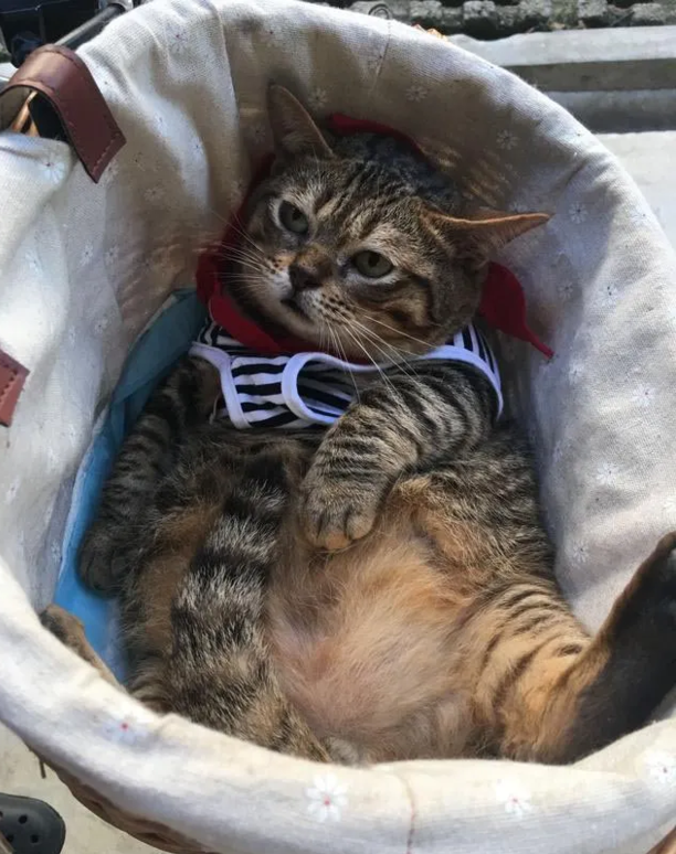 0度左右猫会冻死吗-猫右眼睛睁不开怎么办