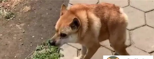 卡西莫多犬的由来-卡西莫多犬是一个品种吗