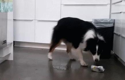 边牧犬如何训练-边牧零基础驯养方法