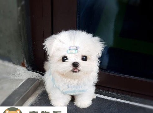 马尔济斯犬的价格-世界名犬的名字和价格