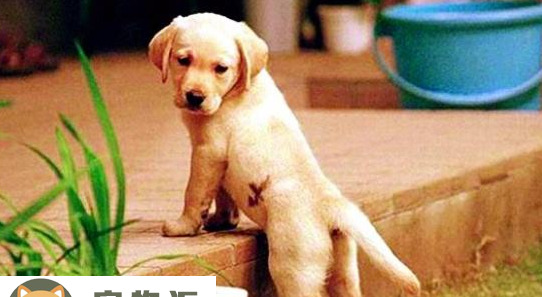 导盲犬小q是什么犬-小q导盲犬什么品相