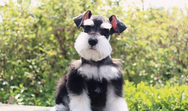 小型狗狗排行榜前十名-小型犬有哪些