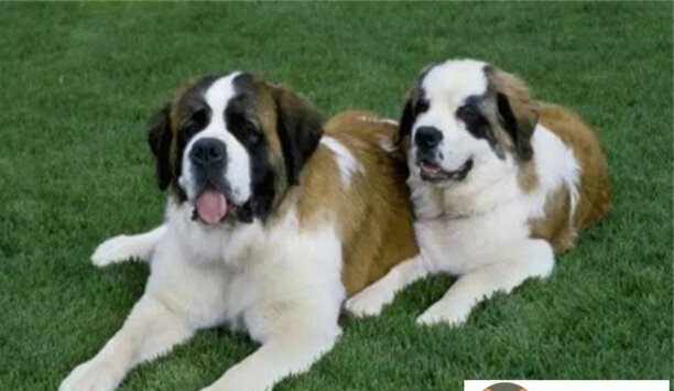 圣伯纳犬1000元贵吗-纯种圣伯纳犬哪里出售