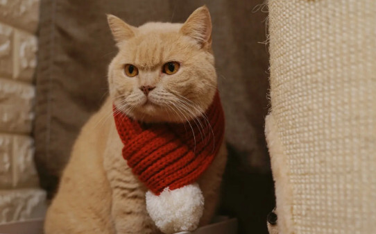 四个月的猫算成年猫还是幼猫