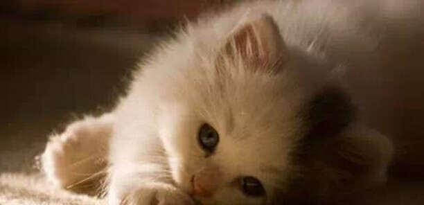 怎么判断猫咪发烧了-猫咪温度多高算发烧