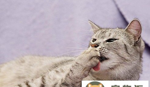 猫咪尾巴为什么不能碰-猫为什么不让摸尾巴