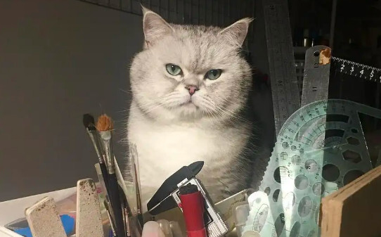 四个月的猫算成年猫还是幼猫