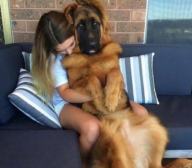 那种狗狗智商高好训练-马犬的忠诚有多可怕 那种狗狗智商高好训练-马犬的忠诚有多可怕