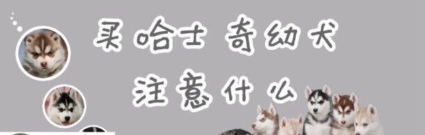 买哈士奇幼犬注意什么-拼多多买哈士奇靠谱吗