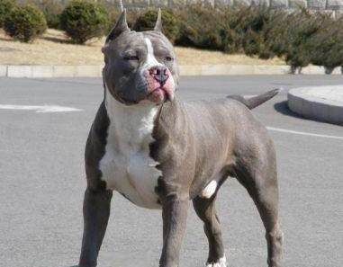 世界名犬——斯塔福 世界名犬——斯塔福