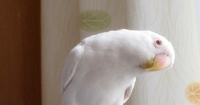 牡丹鹦鹉最好看的品种-牡丹鹦鹉散养方法