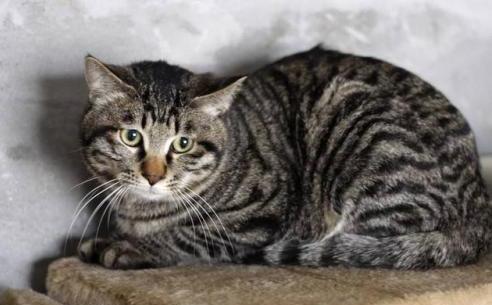 蓝猫多少钱一只-怎样区分狸花猫的纯种和非纯种