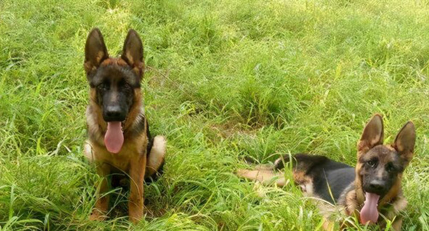 德牧犬训练方法与技巧-训练德牧的6个方法与技巧