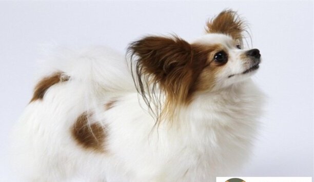 蝴蝶犬50天好养吗-蝴蝶犬好养吗