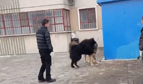 高加索犬与藏獒打架-高加索犬跟藏獒那个厉害