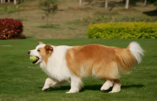 边境牧羊犬好养吗