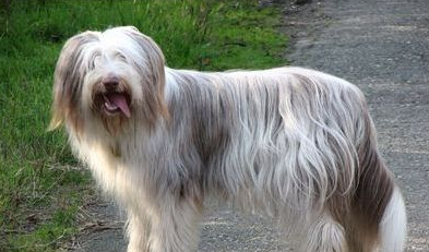 迷你贝吉格里芬凡丁犬掉毛程度-小型猎狗品种