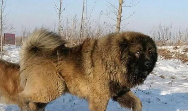 世界上打架最厉害最凶猛的狗