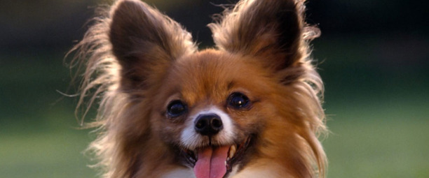 要不要养蝴蝶犬，看完这几点再决定
