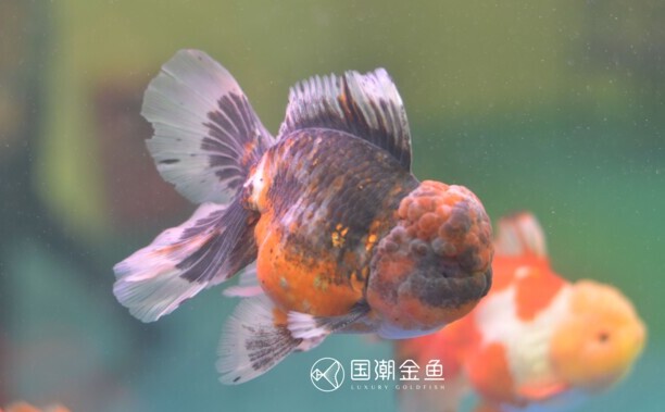 金鱼有哪几种种类