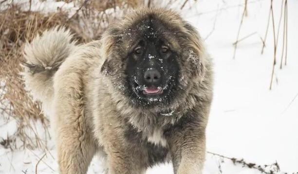 战斗力最强的狗-什么犬种战斗力最强