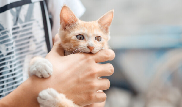被猫爪子勾了一下出了一点血-小猫的爪子被人踩出血了要紧吗