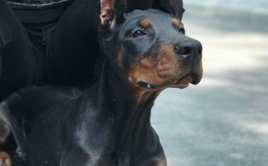 世界十大名犬的排名