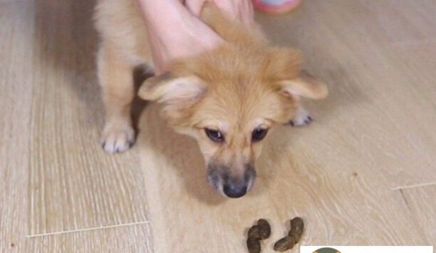 幼犬总是吃自己的屎如何办-狗狗喜欢把屎叼自己盘里是怎么回事
