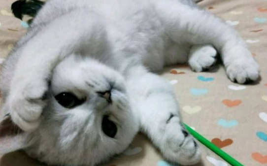 猫的寿命一年是多少岁