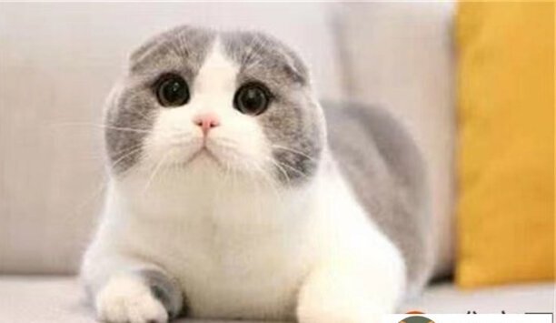 怎么分辨是不是折耳猫-折耳需要注意什么