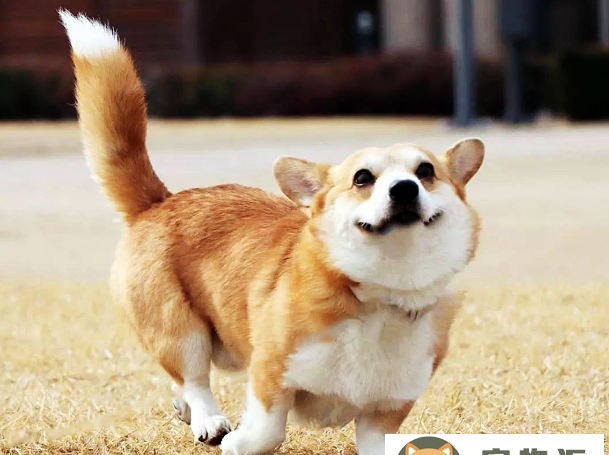柯基犬为什么要断尾-柯基犬断尾的4个原因 柯基犬为什么要断尾-柯基犬断尾的4个原因